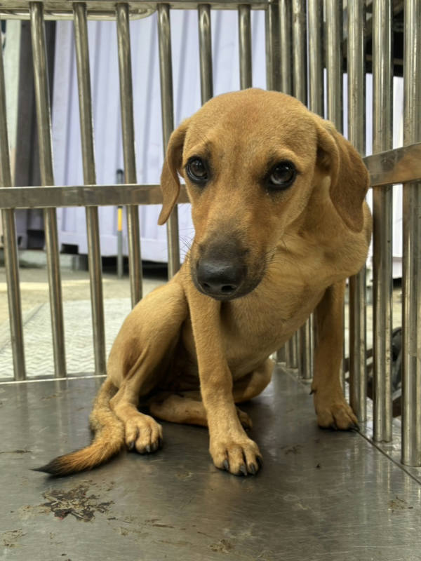 彰化縣待認養狗 混種犬