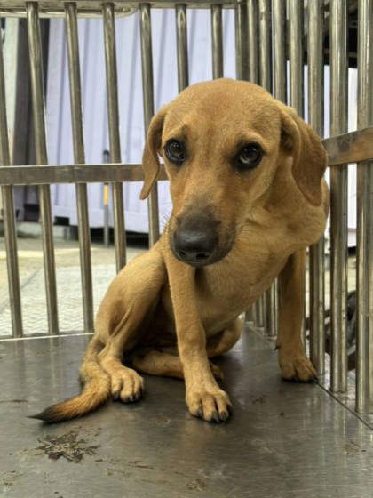 彰化縣待認養狗｜混種犬｜黃色｜母