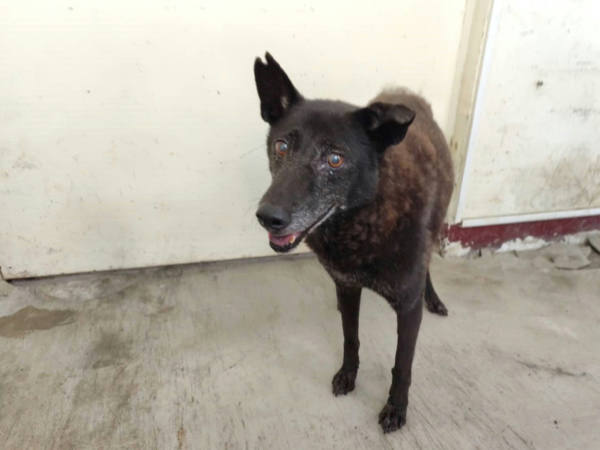 高雄市待認養狗 混種犬