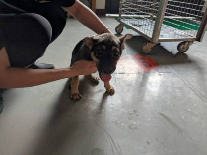 高雄市待認養狗｜混種犬｜黑色｜公