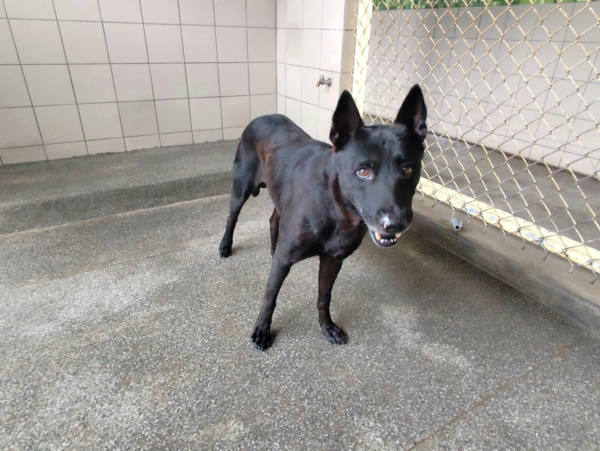 高雄市待認養狗 混種犬