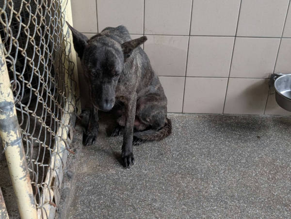 高雄市待認養狗 混種犬