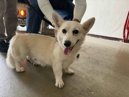桃園市待認養狗｜威爾斯柯基犬｜白色｜母