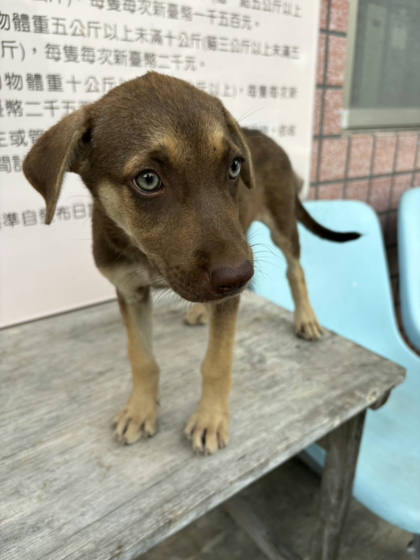 台東縣待認養狗｜混種犬｜棕色｜母