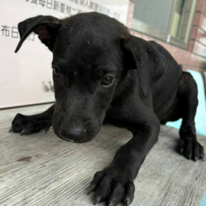 台東縣待認養狗｜混種犬｜黑色｜母