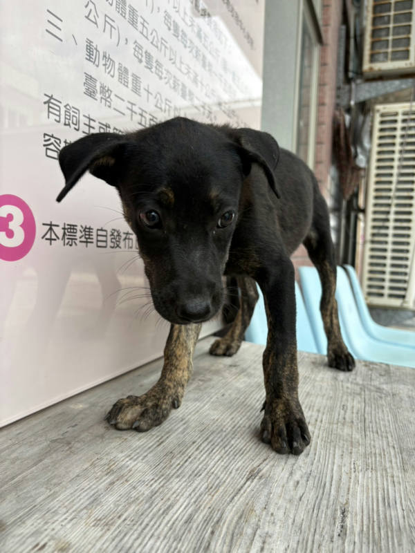 台東縣待認養狗 混種犬