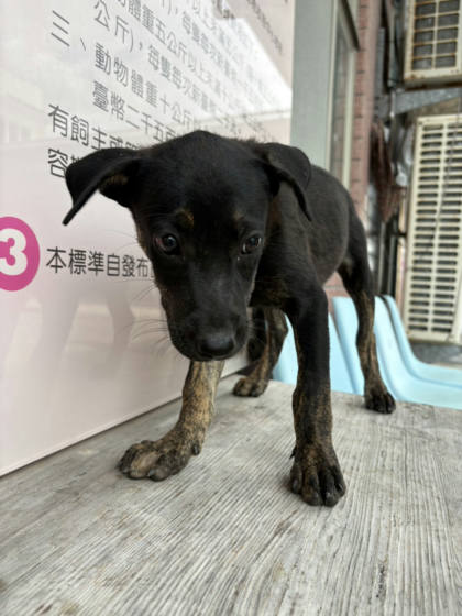 台東縣待認養狗｜混種犬｜黑色｜母