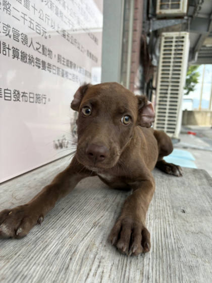 台東縣待認養狗｜混種犬｜棕色｜母