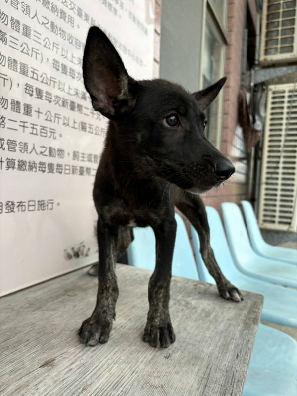 台東縣待認養狗 混種犬