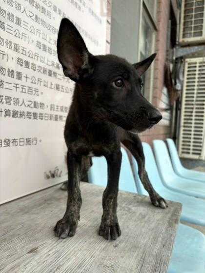 台東縣待認養狗｜混種犬｜黑色｜母