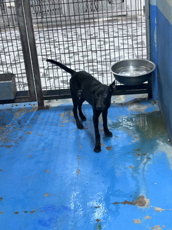 苗栗縣待認養狗 混種犬