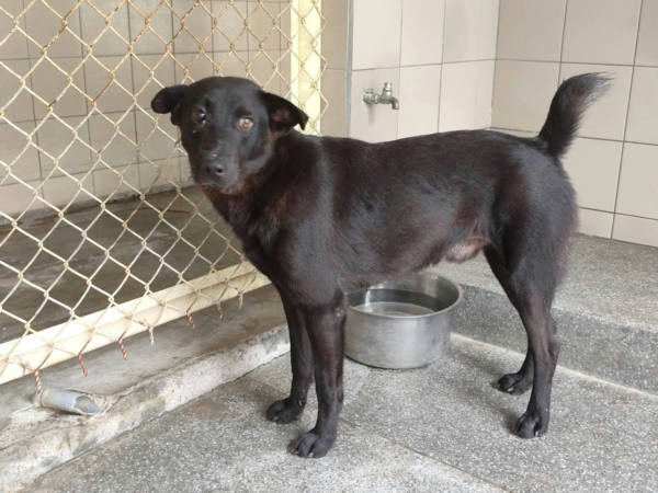 高雄市待認養狗 混種犬