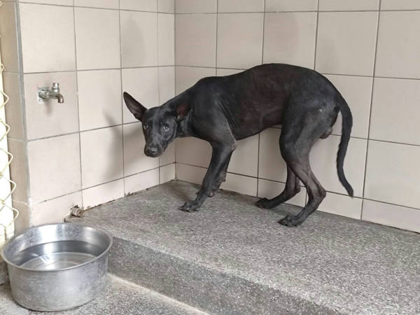 高雄市待認養狗 混種犬