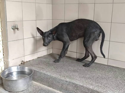 高雄市待認養狗｜混種犬｜黑色｜公