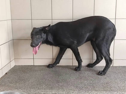 高雄市待認養狗｜混種犬｜黑色｜公