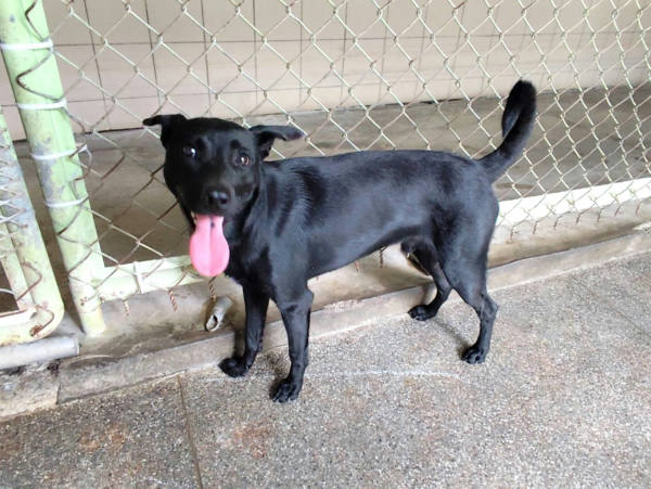 高雄市待認養狗 混種犬