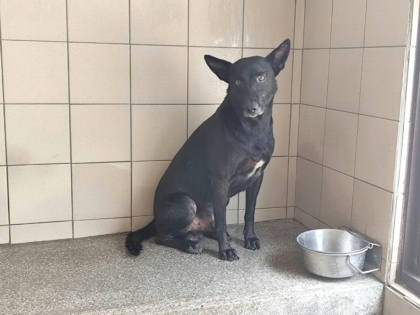 高雄市待認養狗｜混種犬｜黑色｜公