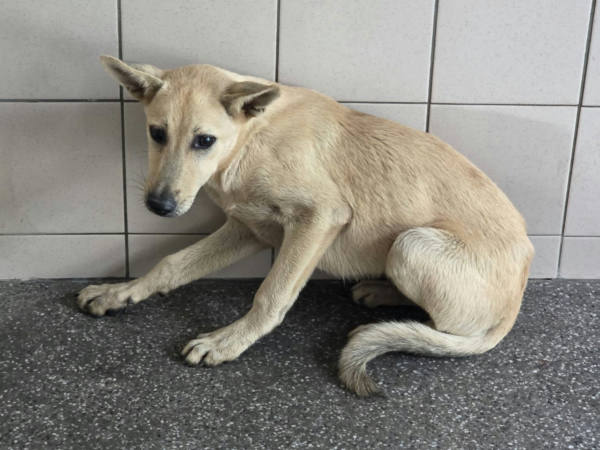 高雄市待認養狗 混種犬