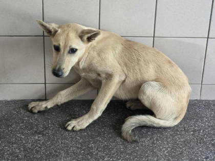 高雄市待認養狗｜混種犬｜黃色｜公