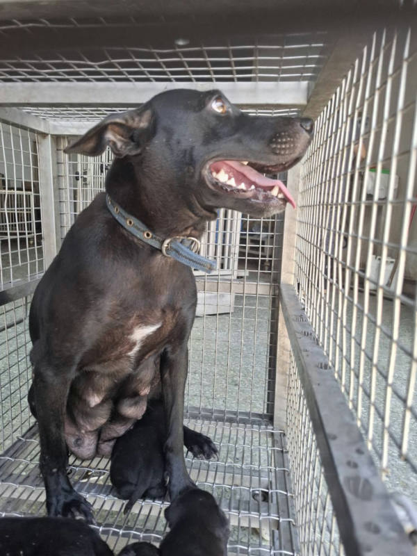 台南市待認養狗 混種犬
