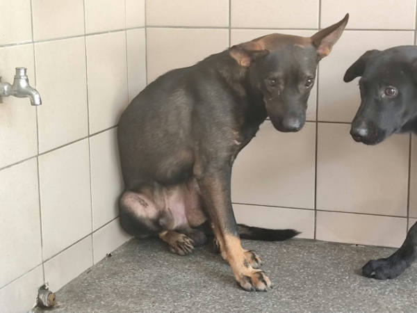 高雄市待認養狗 混種犬