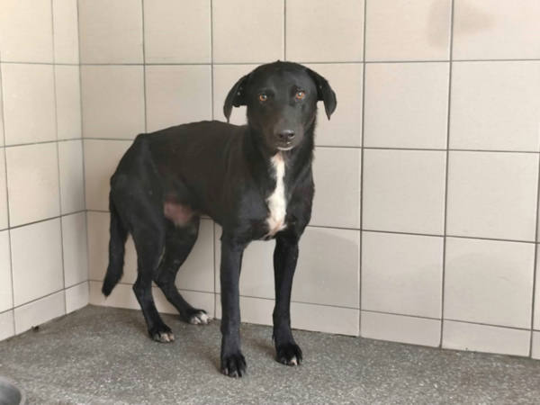 高雄市待認養狗 混種犬