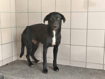 高雄市待認養狗｜混種犬｜黑色｜公