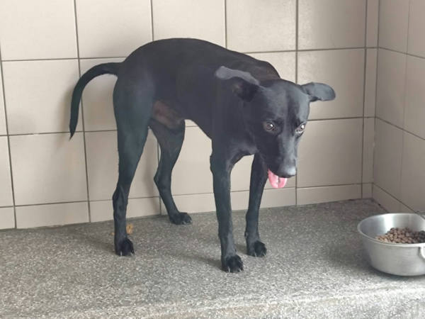 高雄市待認養狗 混種犬