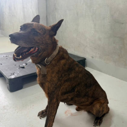基隆市待認養狗｜混種犬｜虎斑色｜公