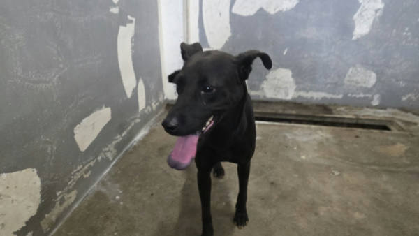 新竹市待認養狗 混種犬
