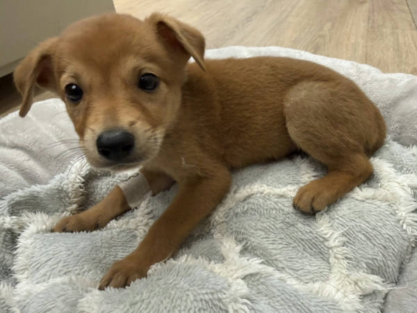 桃園市待認養狗 混種犬