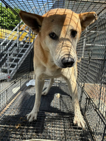 彰化縣待認養狗｜混種犬｜黃白色｜公