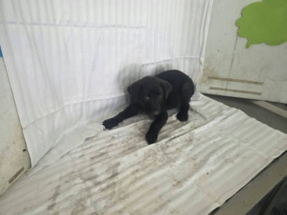 高雄市待認養狗｜混種犬｜黑色｜公