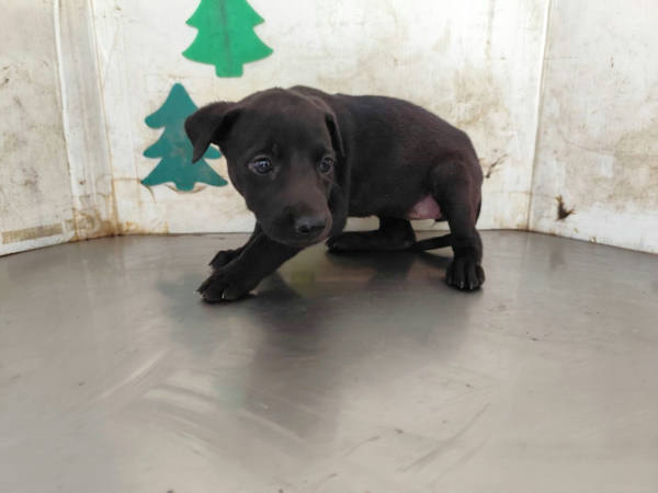 高雄市待認養狗 混種犬