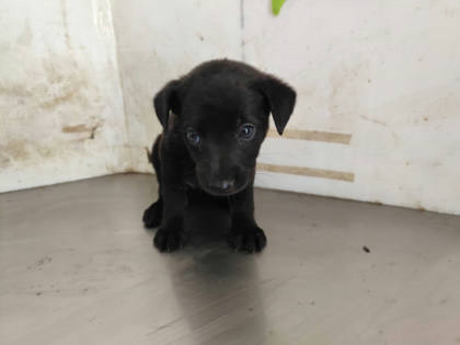 高雄市待認養狗｜混種犬｜黑色｜母