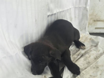 高雄市待認養狗｜混種犬｜黑色｜母