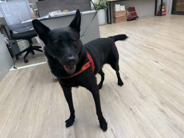 桃園市待認養狗 混種犬