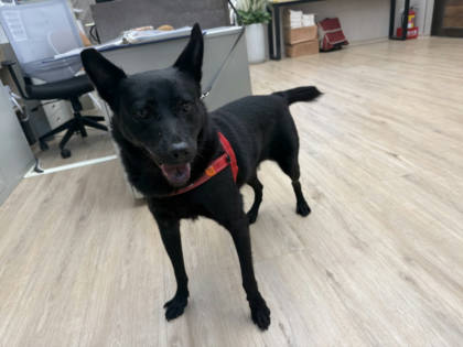 桃園市待認養狗｜混種犬｜黑色｜母