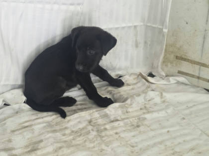 高雄市待認養狗｜混種犬｜黑色｜母