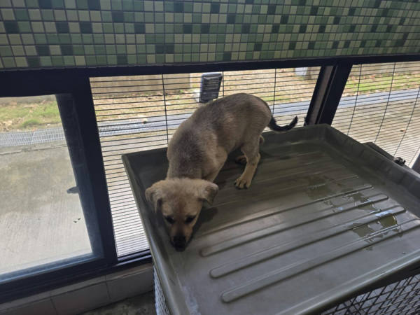 高雄市待認養狗 混種犬