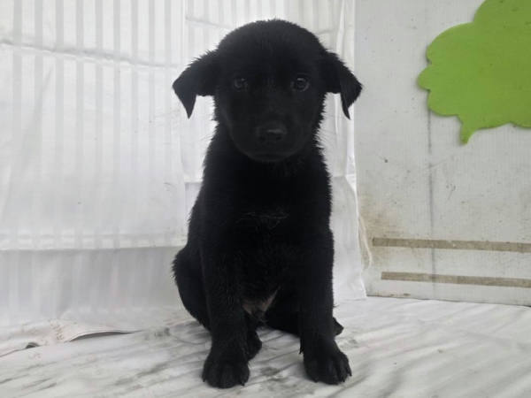 高雄市待認養狗 混種犬