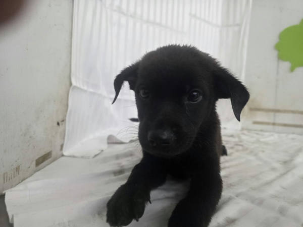 高雄市已領養狗 混種犬