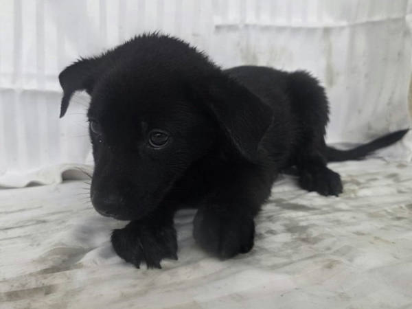 高雄市待認養狗 混種犬