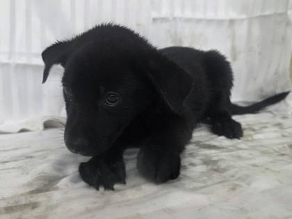 高雄市待認養狗｜混種犬｜黑色｜公