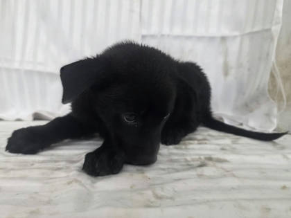 高雄市待認養狗｜混種犬｜黑色｜公