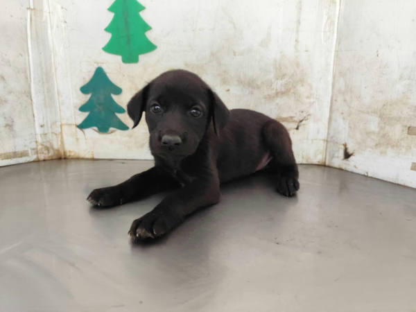 高雄市待認養狗 混種犬