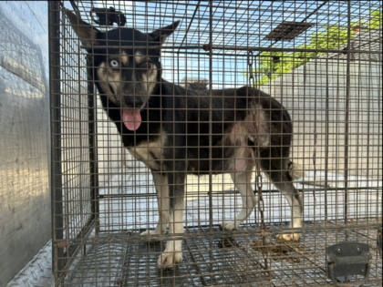 彰化縣待認養狗｜混種犬｜黑黃色｜母