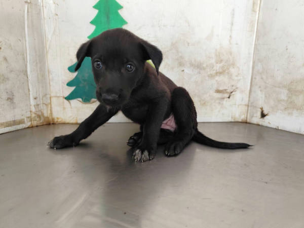 高雄市待認養狗 混種犬