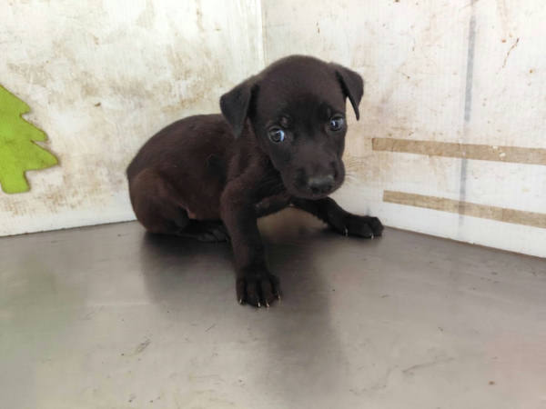 高雄市待認養狗 混種犬
