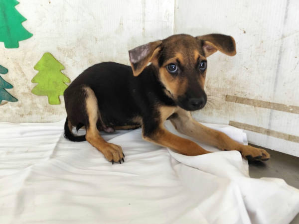 高雄市待認養狗 混種犬